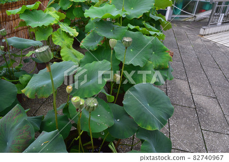 蓮花葉子和新郎 蓮花葉子和新郎 82740967