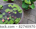 Water lilies 82740970
