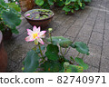 Lotus flower 82740971