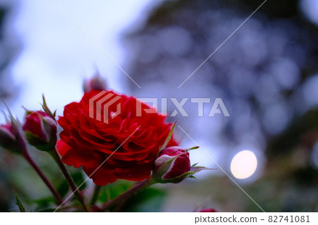 Red roses blooming in the flowerbed of the park in the evening 82741081
