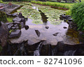 Water lilies 82741096