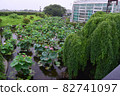 Lotus flower 82741097