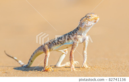 Desert Agama sits on a sand dune 82741136