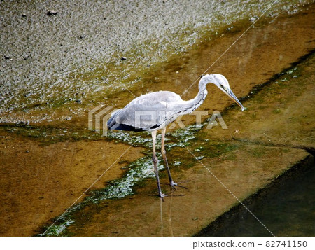 美味的？ （嘴裡含著東西的灰鷺） 82741150