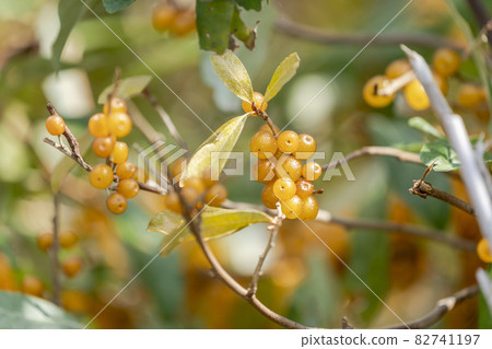 福島縣喜多方市秋組果樹 82741197