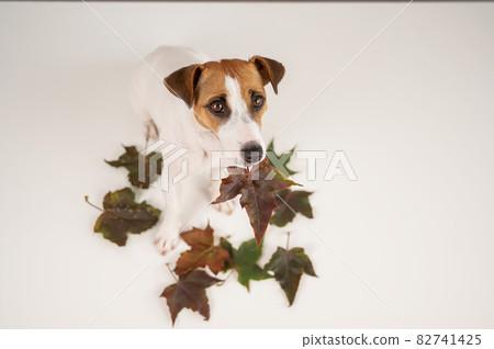 The dog is holding a bunch of maple leaves on a white background. 82741425