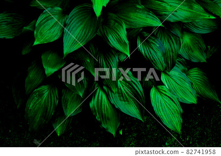 Familiar plants in the park 82741958