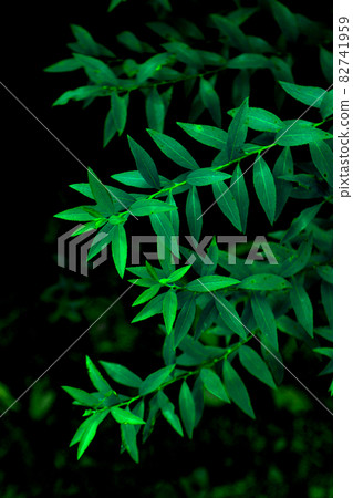 Familiar plants in the park Familiar plants in the park 82741959