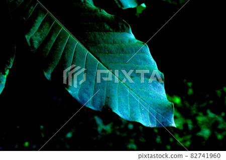 Familiar plants in the park 82741960