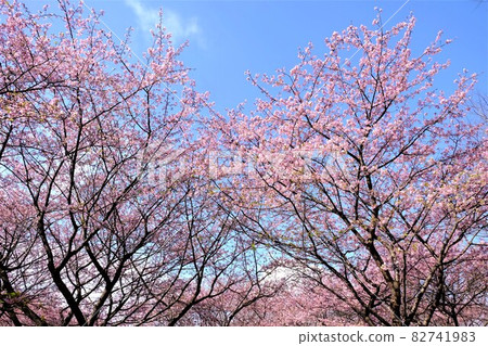 藍天與河津櫻花[2月相模原市大島] 82741983
