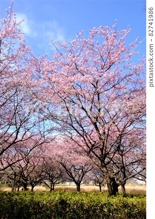 藍天與河津櫻花[2月相模原市大島] 82741986