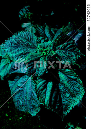 Familiar plants in the park 82742056