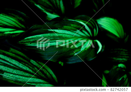 公園裡熟悉的植物 82742057