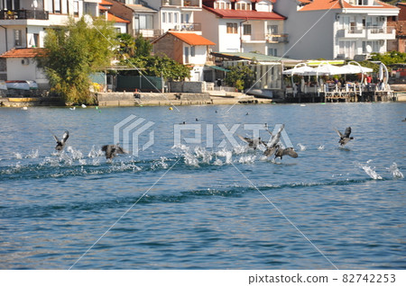 馬其頓奧赫里德湖上飛翔的水禽 82742253