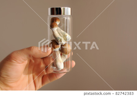 Psilocybe Cubensis raw mushrooms in man's hand. Micro-dosing concept. 82742383