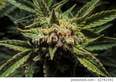 Cannabis blooming flower close-up. Marijuana bush with big buds. Cannabis blooming flower close-up. Marijuana bush with big buds. 82742391