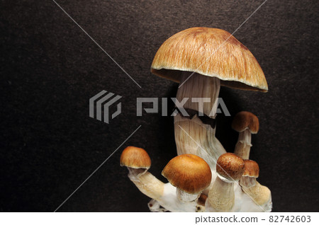 Natural raw Psilocybe Cubensis mushrooms Natural raw Psilocybe Cubensis mushrooms 82742603