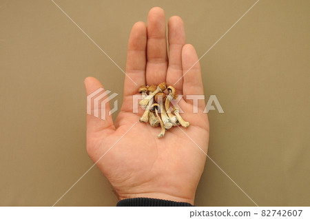 Psilocybin Psilocybe Cubensis mushrooms in man's hand on brown background. 82742607