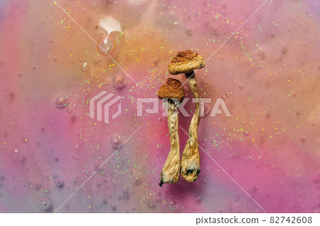Psilocybin mushrooms on pink bright colorful background. Psychedelic magic mushrooms Golden Teacher. Psilocybin mushrooms on pink bright colorful background. Psychedelic magic mushrooms Golden Teacher. 82742608