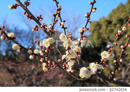 Iwama-san Park's plum Iwama-san Park's plum 82742636