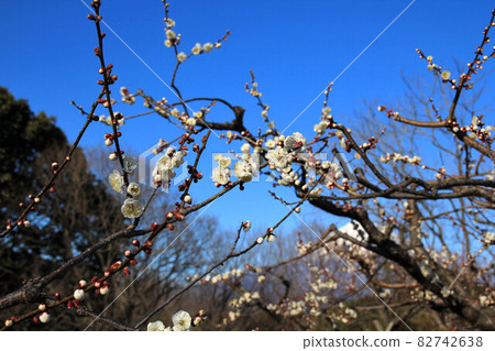 Iwama-san Park's plum Iwama-san Park's plum 82742638