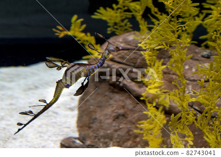 Common Seadragon fish underwater portrait Common Seadragon fish underwater portrait 82743041