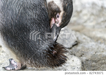 Magellanic pinguin while cleaning feathers close up portrait Magellanic pinguin while cleaning feathers close up portrait 82743071