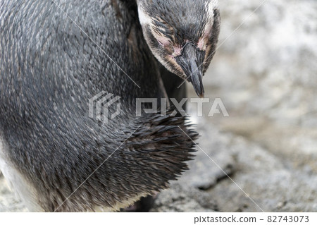 Magellanic pinguin while cleaning feathers close up portrait 82743073