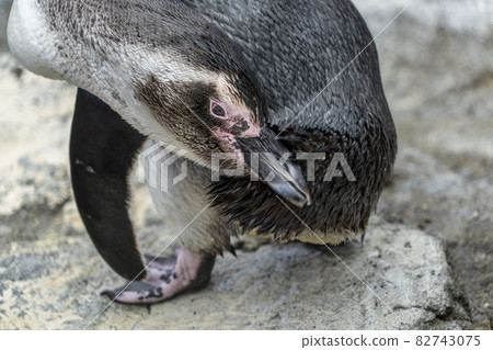 Magellanic pinguin while cleaning feathers close up portrait 82743075