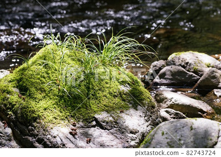 秋留野市、東京 夜澤川上的苔蘚和植物 秋留野市、東京 夜澤川上的苔蘚和植物 82743724