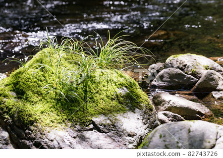 秋留野市、東京 夜澤川上的苔蘚和植物 秋留野市、東京 夜澤川上的苔蘚和植物 82743726