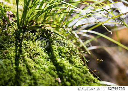 Akiruno City, Tokyo Moss and plants on the Yozawa River 82743735
