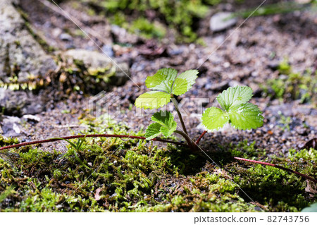 Akiruno City, Tokyo Moss and plants on the Yozawa River 82743756