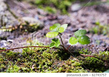 Akiruno City, Tokyo Moss and plants on the Yozawa River 82743757