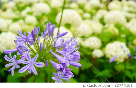 Purple agapanthus and white anabel 82744161
