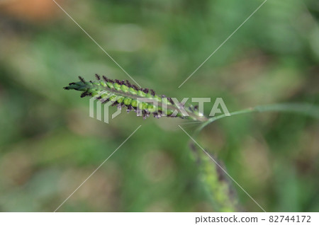 白尾麻雀 白尾麻雀 82744172