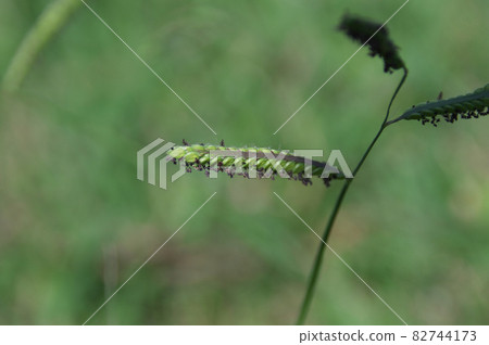 白尾麻雀 白尾麻雀 82744173