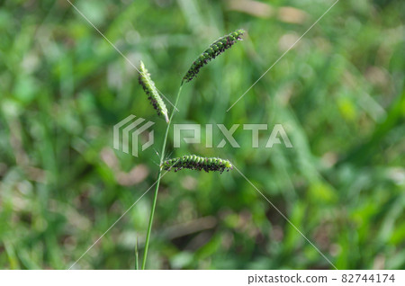 White-tailed sparrow 82744174