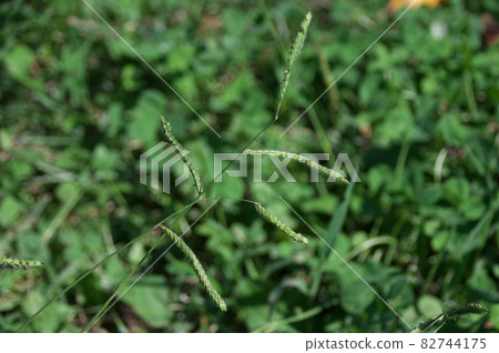 White-tailed sparrow 82744175