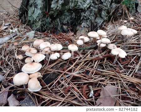 野生蘑菇,蘑菇,忠州,忠北 野生蘑菇,蘑菇,忠州,忠北 82744182