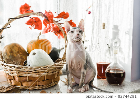 Scary young don sphinx cat sitting on a windowsill in front of basket with pumpkins as autumn and Halloween concept Scary young don sphinx cat sitting on a windowsill in front of basket with pumpkins as autumn and Halloween concept 82744281