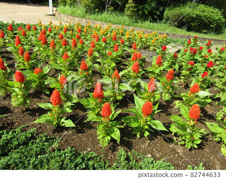 Red flowers of Celosia at Sanyo Medea Flower Museum 82744633