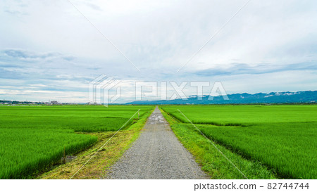 A countryside road that runs through rice fields covered with lush rice A countryside road that runs through rice fields covered with lush rice 82744744