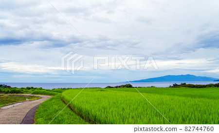 Rice terraces and the Sea of Japan overgrown with lush rice on Sado Island Rice terraces and the Sea of Japan overgrown with lush rice on Sado Island 82744760
