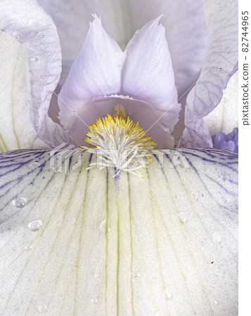 Macro shot of Iris flower Macro shot of Iris flower 82744965