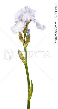 Iris flower on white background Iris flower on white background 82744968
