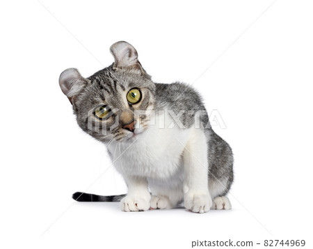 American Curl Shorthair cat on white American Curl Shorthair cat on white 82744969