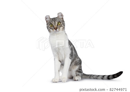 American Curl Shorthair cat on white American Curl Shorthair cat on white 82744971
