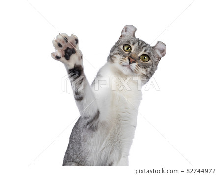 American Curl Shorthair cat on white 82744972