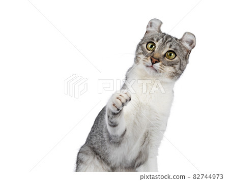 American Curl Shorthair cat on white American Curl Shorthair cat on white 82744973